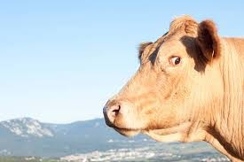 Cow looking off to the side