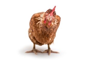 chicken illustrating the concept of CRE bullies