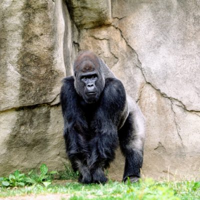 gorilla