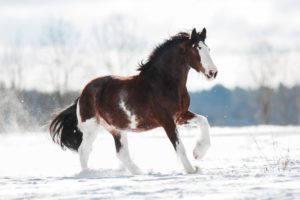 Clydesdale horse in the snow