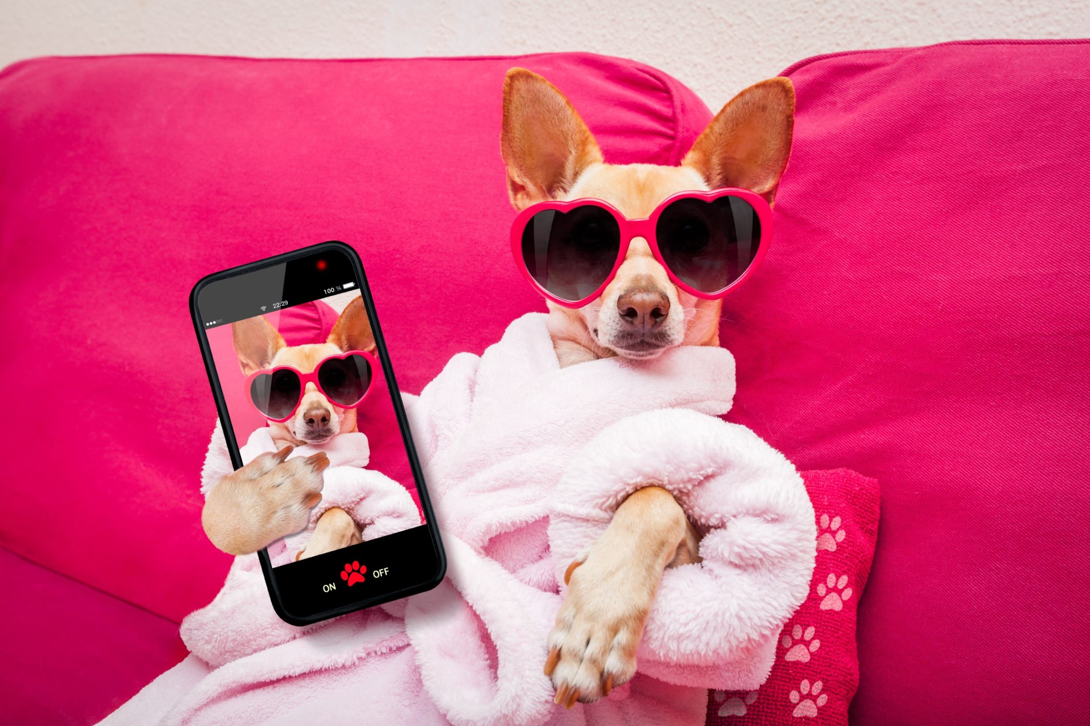 chihuahua relaxing on a pink pillow with a selfie