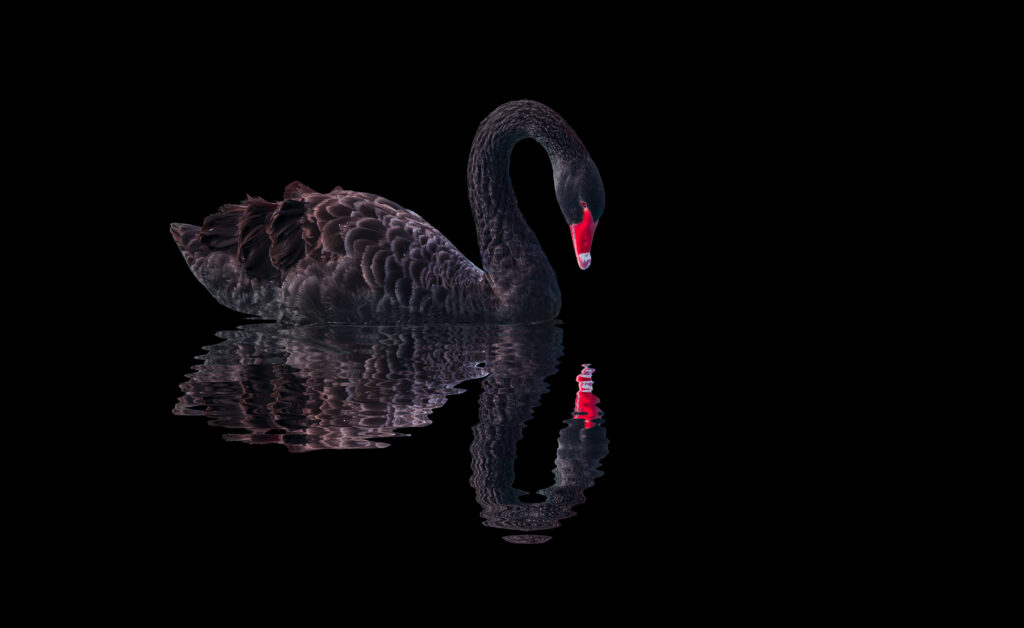 Black Swan Predictions 2021 What S Next 2020 Outcomes Archon Pic Black Swan 2021 1024x628