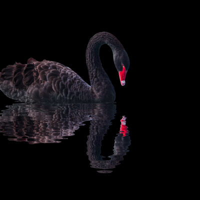 blog featured image black swan